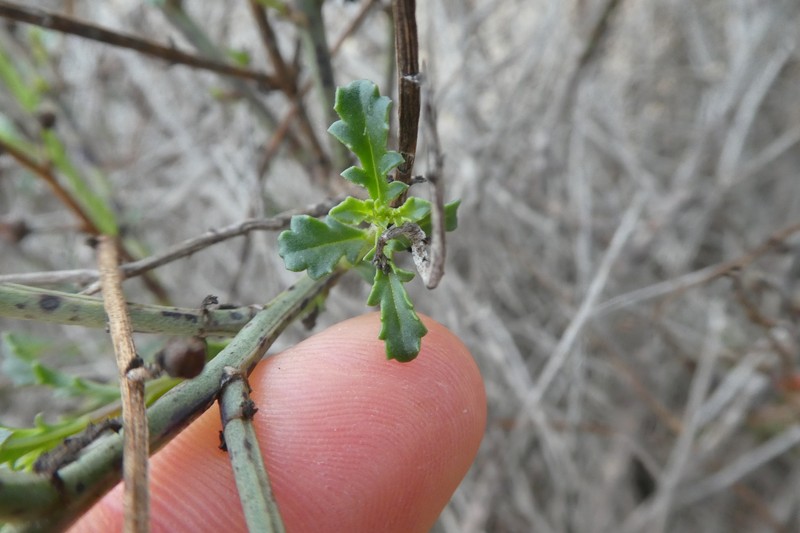 Scrophularia canina subsp. ramosissima photo 4