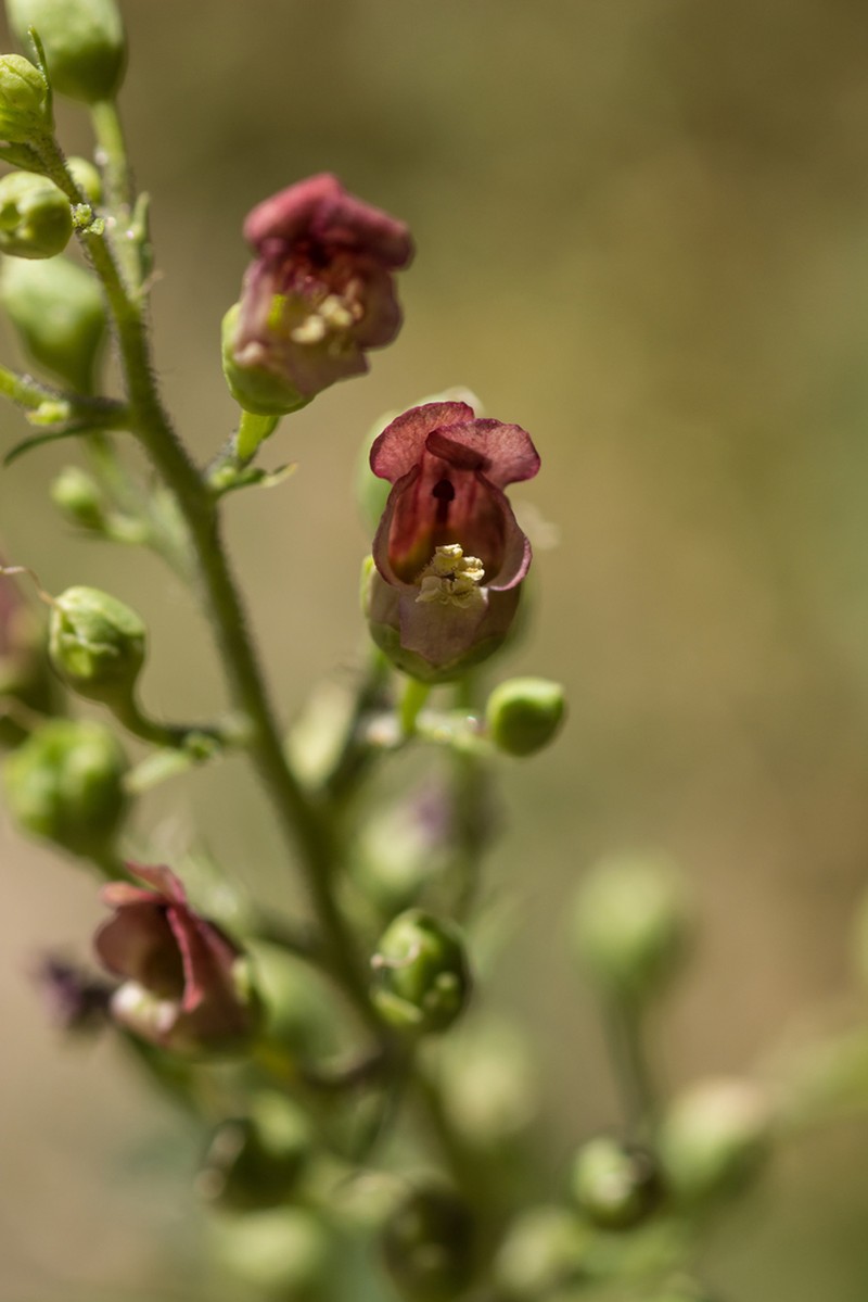 Desert Figwort photo 3
