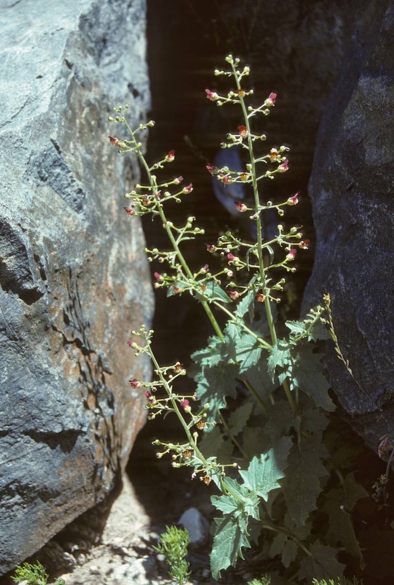 Desert Figwort photo 4