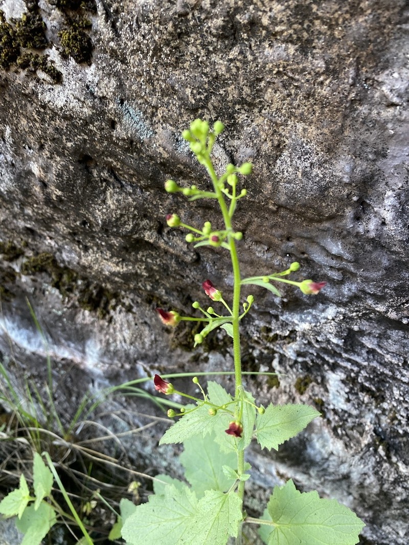 Desert Figwort photo 5