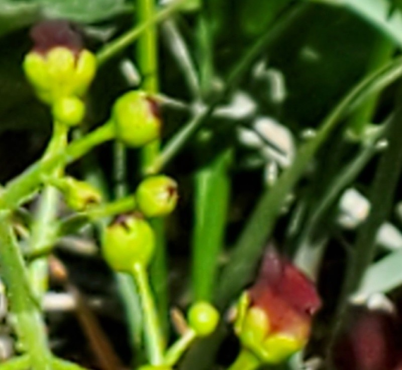 Desert Figwort photo 6