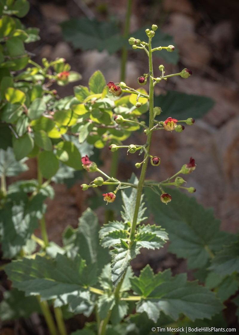 Desert Figwort photo 7