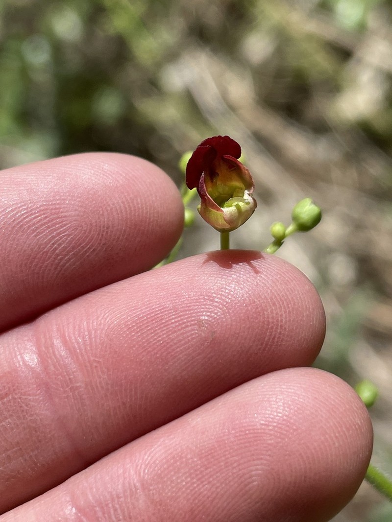 Desert Figwort photo 8