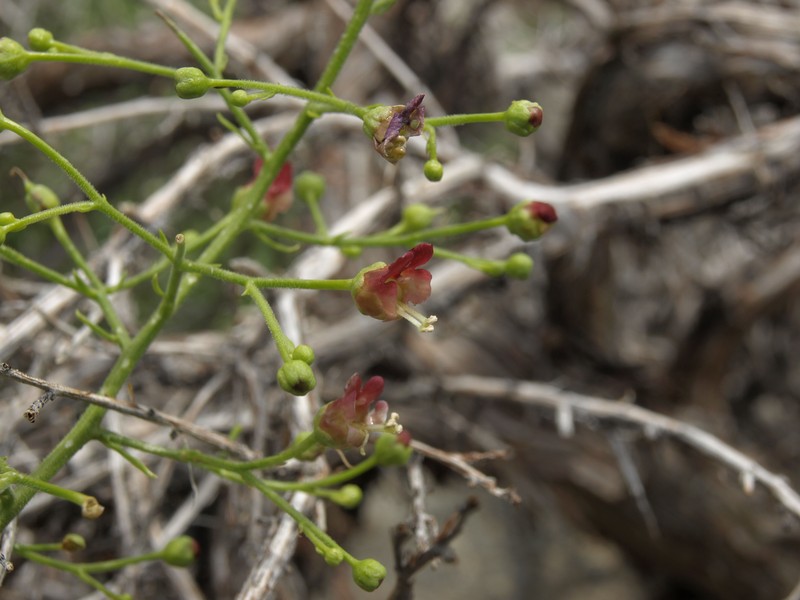 Desert Figwort photo 2