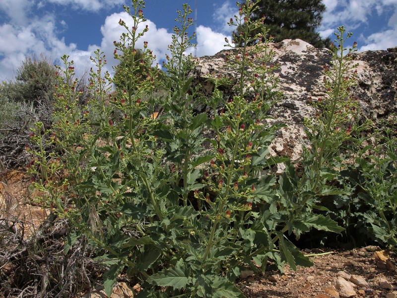 Desert Figwort