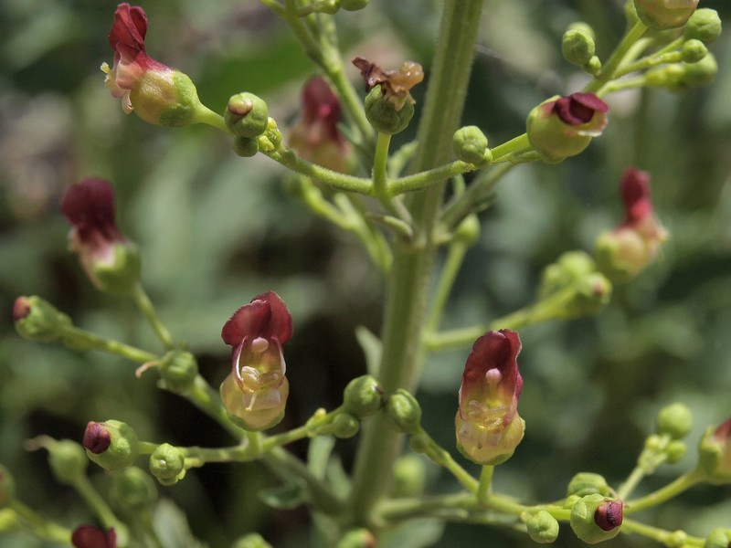 Desert Figwort photo 3