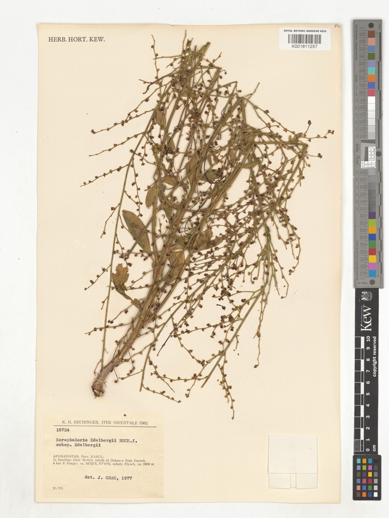 Scrophularia edelbergii subsp. edelbergii