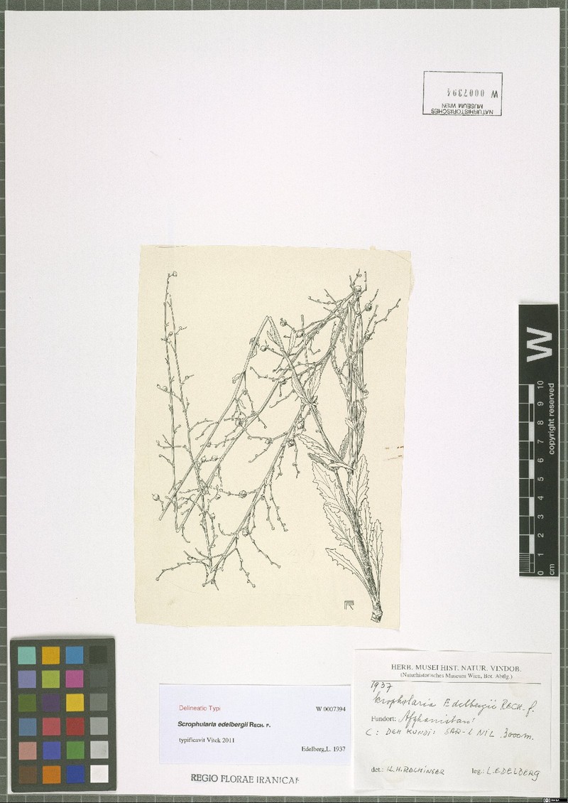 Scrophularia edelbergii subsp. edelbergii photo 2