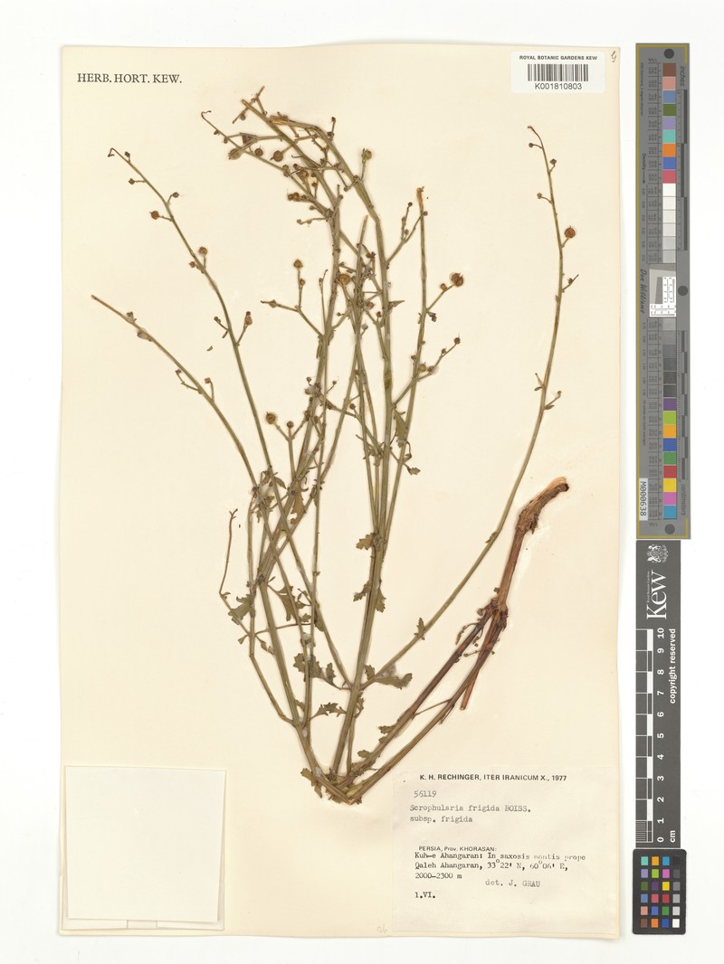 Scrophularia frigida subsp. frigida