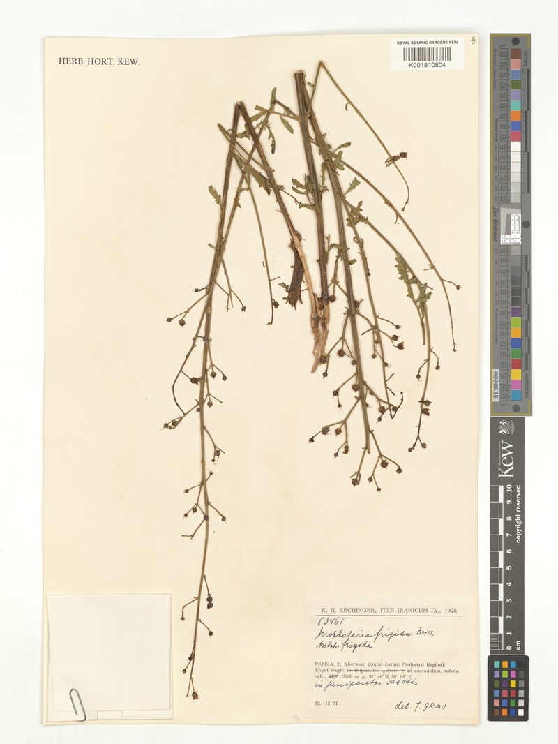 Scrophularia frigida subsp. frigida photo 2