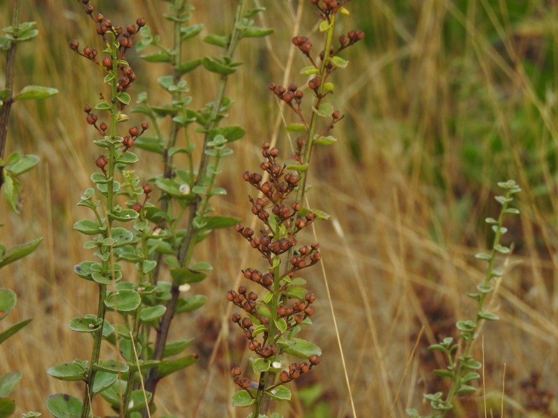 Scrophularia frutescens var. latifolia