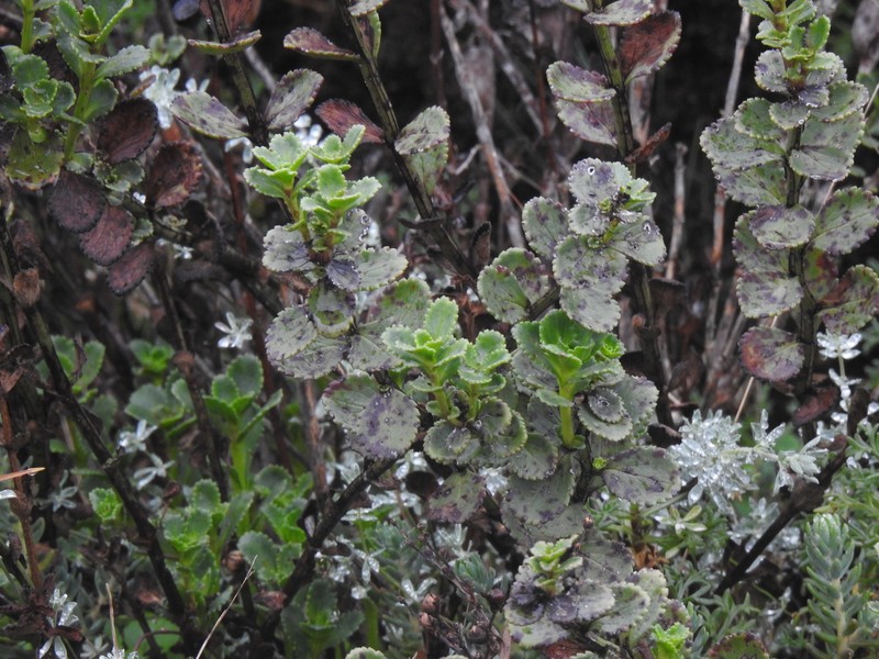 Scrophularia frutescens var. latifolia photo 2