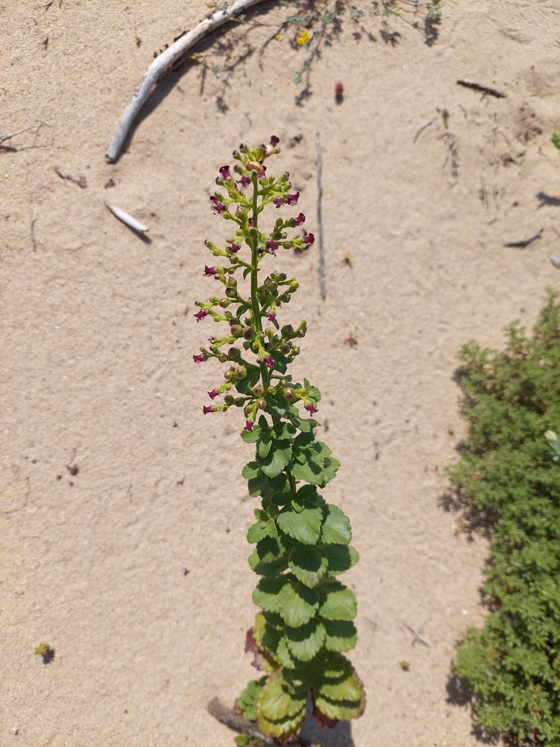Scrophularia frutescens var. latifolia photo 3