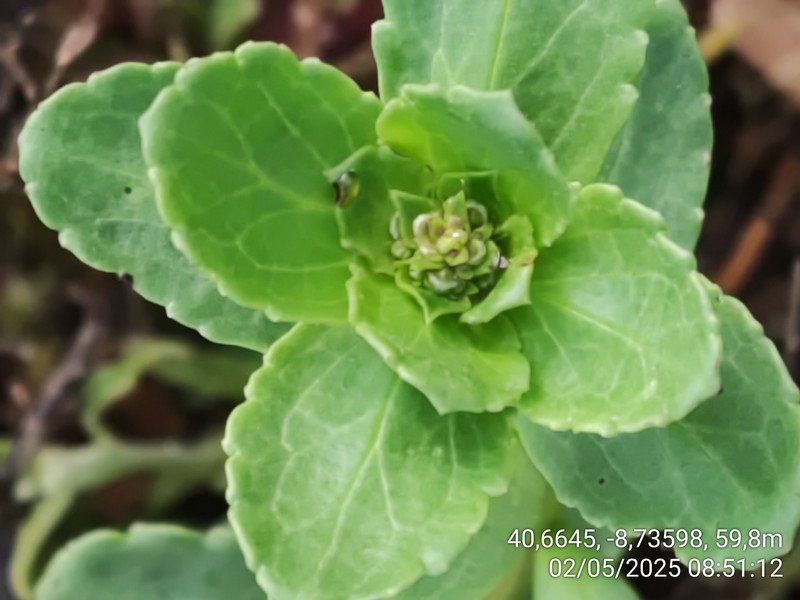 Scrophularia frutescens var. latifolia photo 4