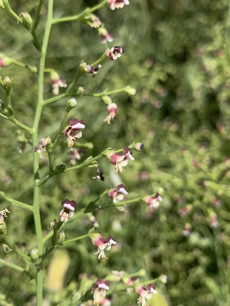 Scrophularia kollakii photo 2