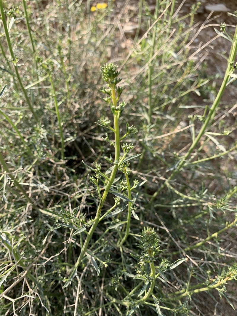 Scrophularia kollakii photo 3