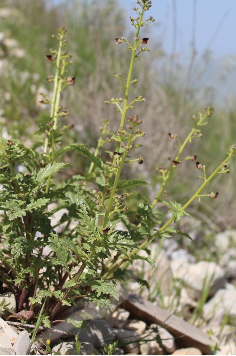 Scrophularia kollakii