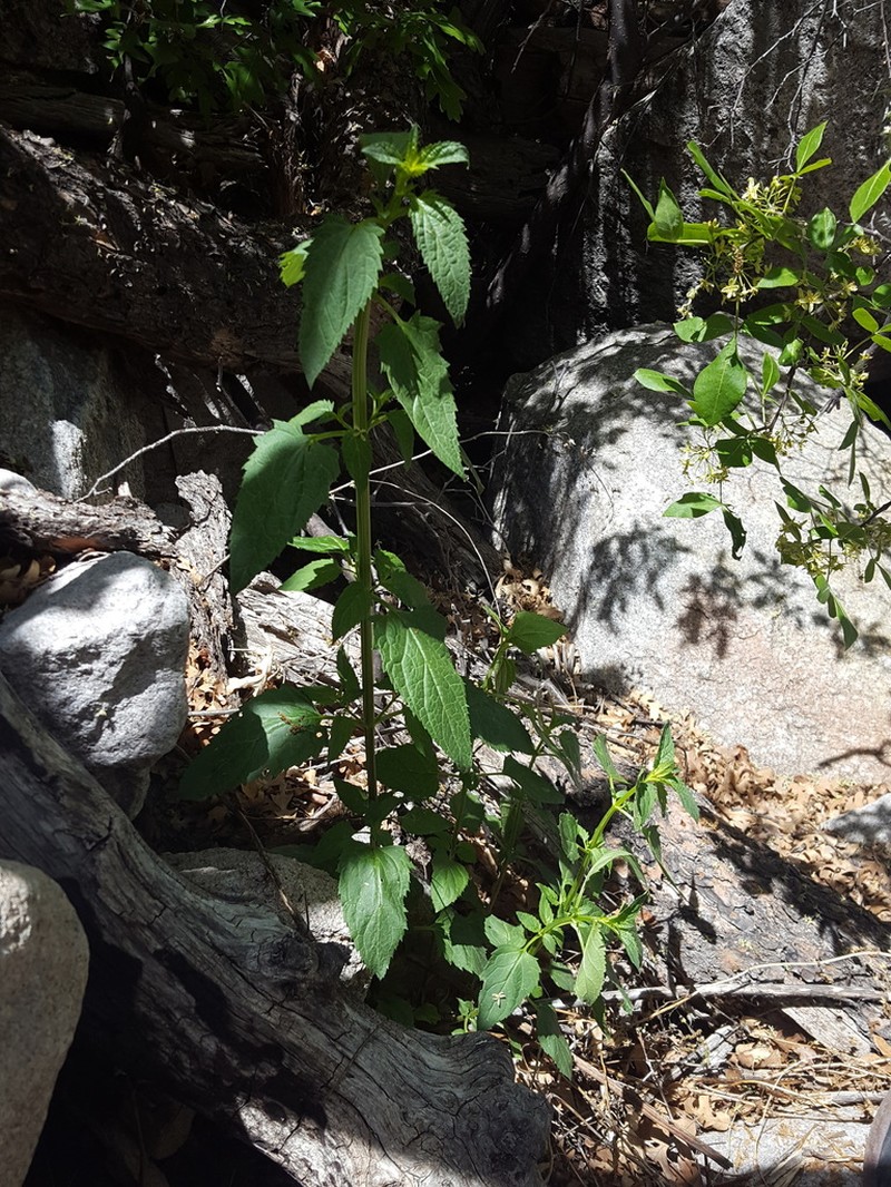 Organ Mountain Figwort photo 2