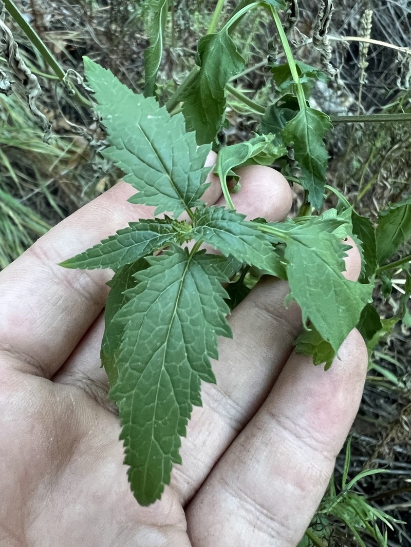 Organ Mountain Figwort photo 3