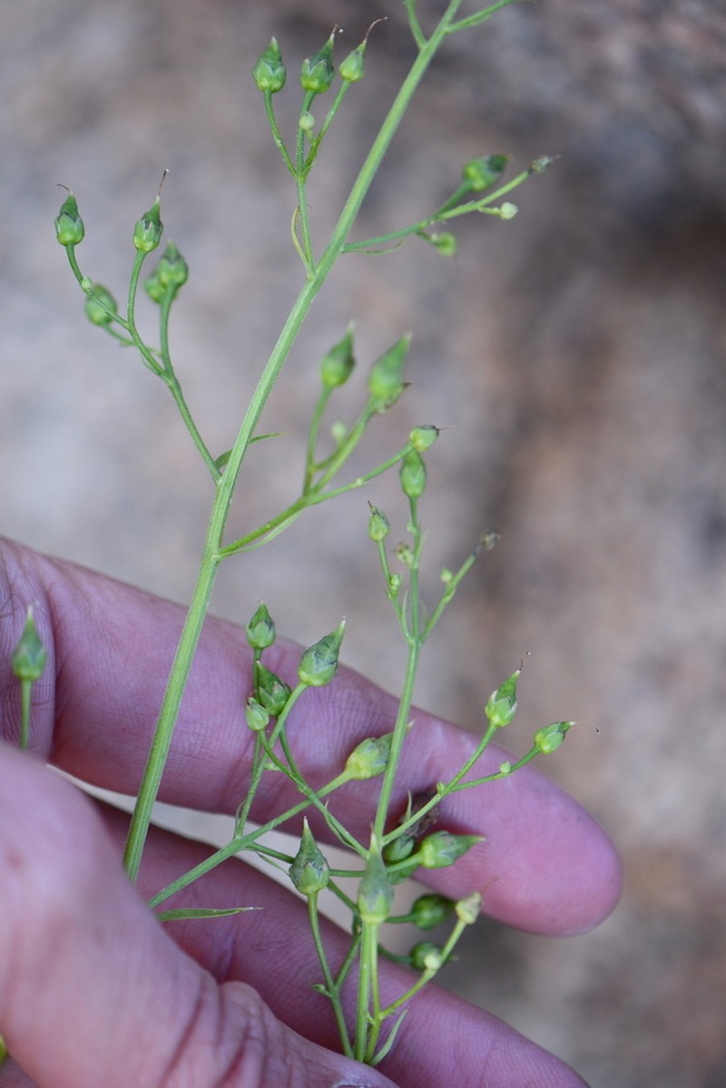 Organ Mountain Figwort photo 4