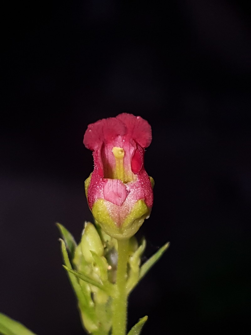 Organ Mountain Figwort photo 8