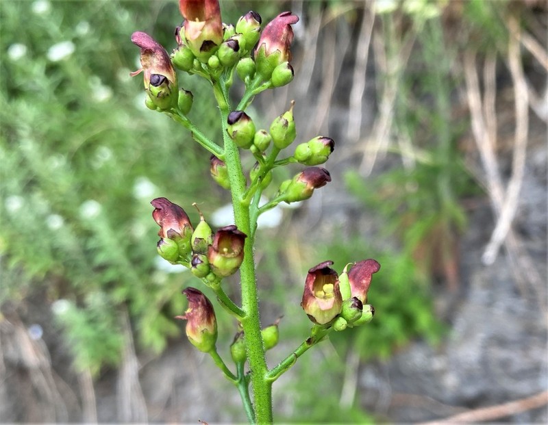 Lanceleaf Figwort photo 2