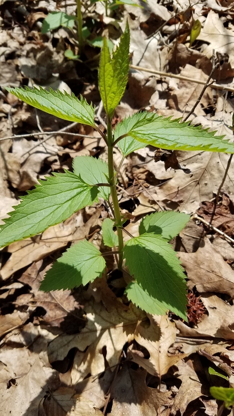Lanceleaf Figwort photo 3