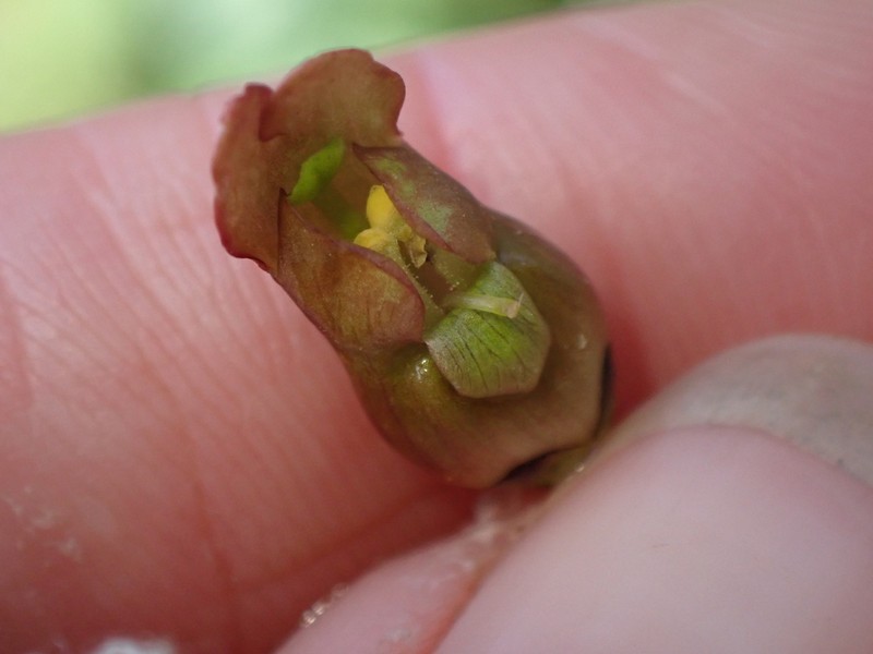Lanceleaf Figwort photo 4