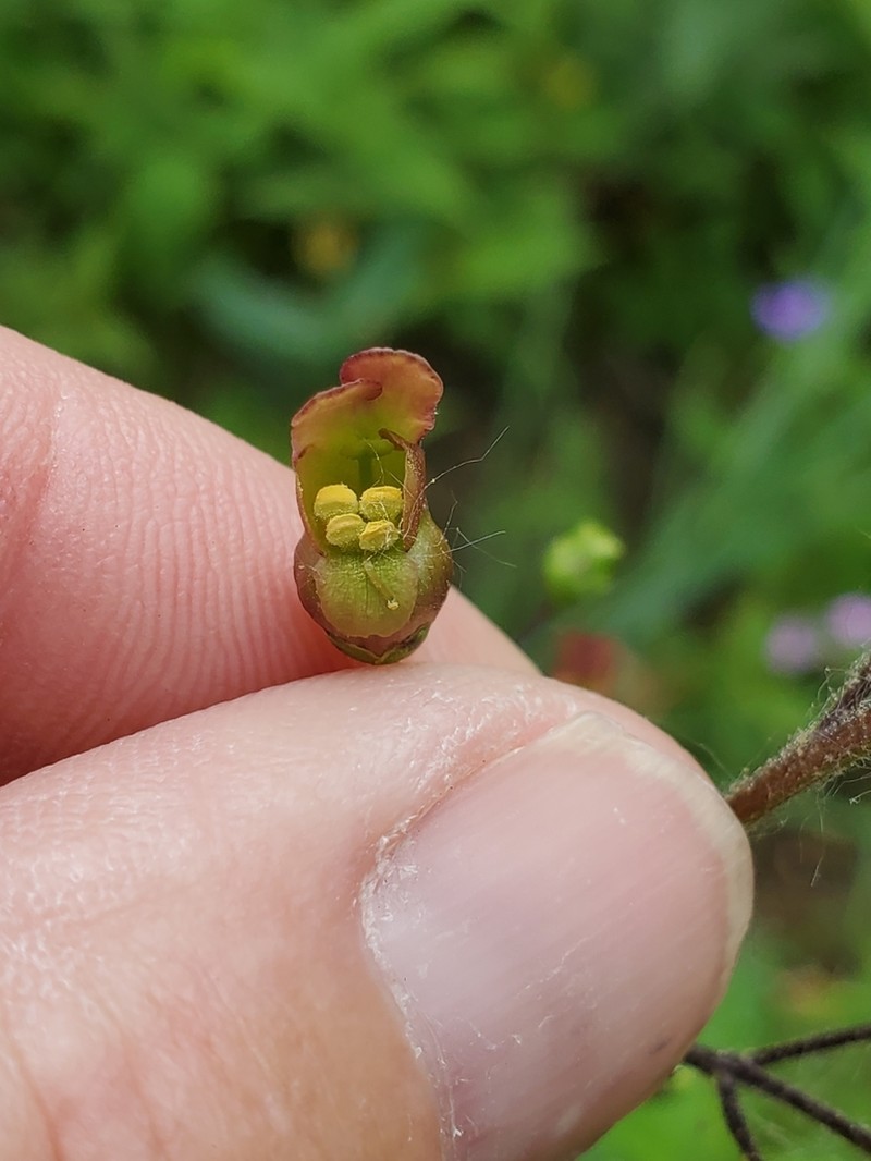 Lanceleaf Figwort photo 5