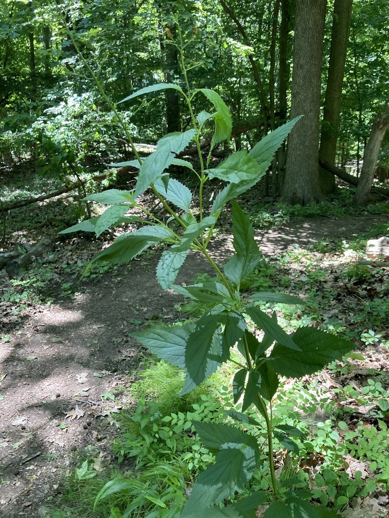 Lanceleaf Figwort photo 6