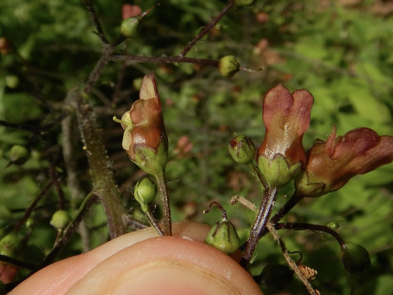 Lanceleaf Figwort photo 7
