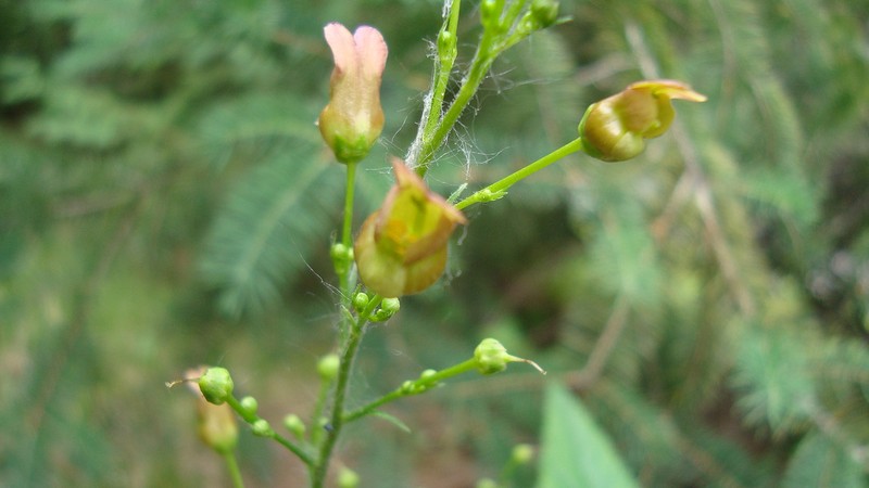 Lanceleaf Figwort photo 2