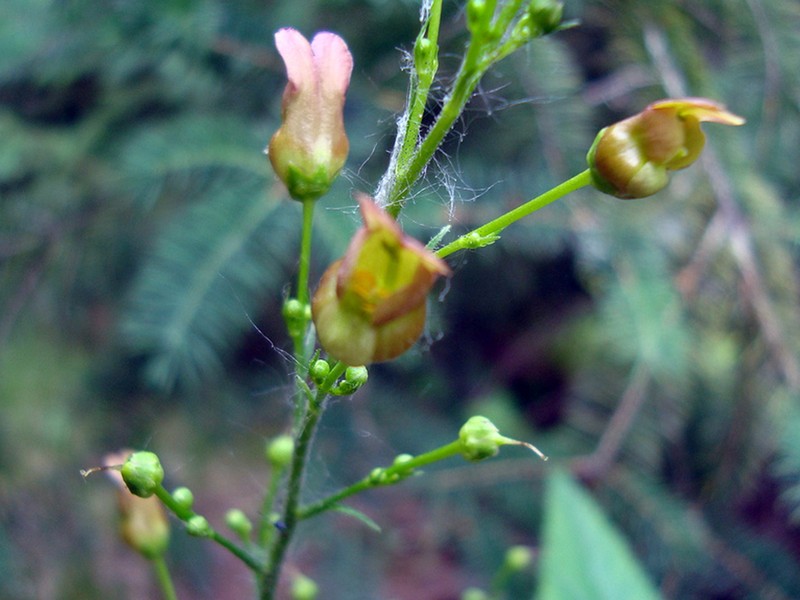 Lanceleaf Figwort photo 3