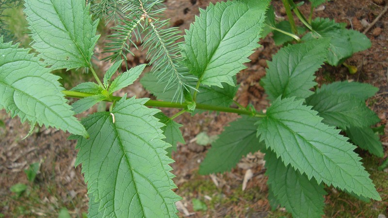 Lanceleaf Figwort photo 4