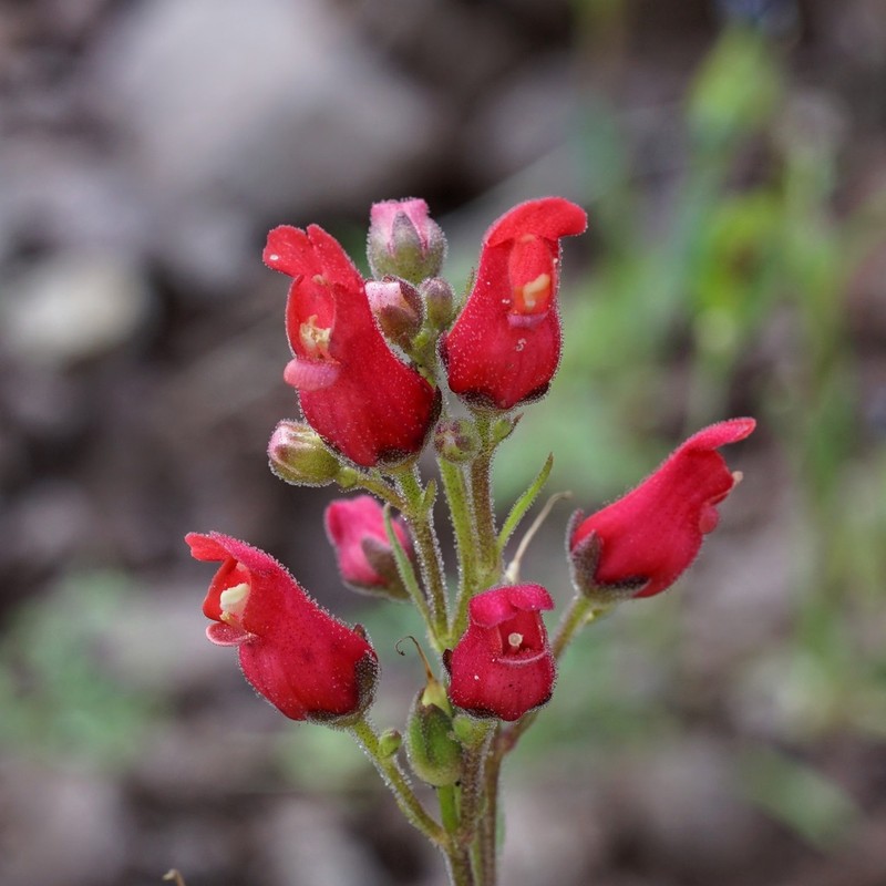 New Mexico Figwort