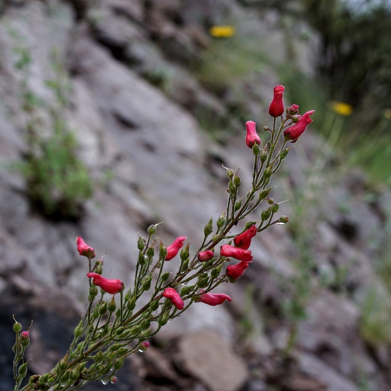 New Mexico Figwort photo 2