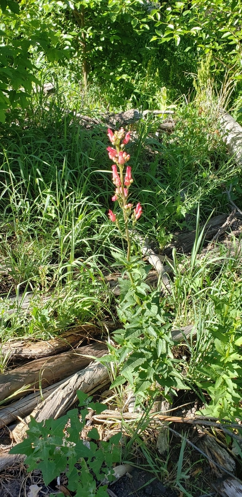 New Mexico Figwort photo 3