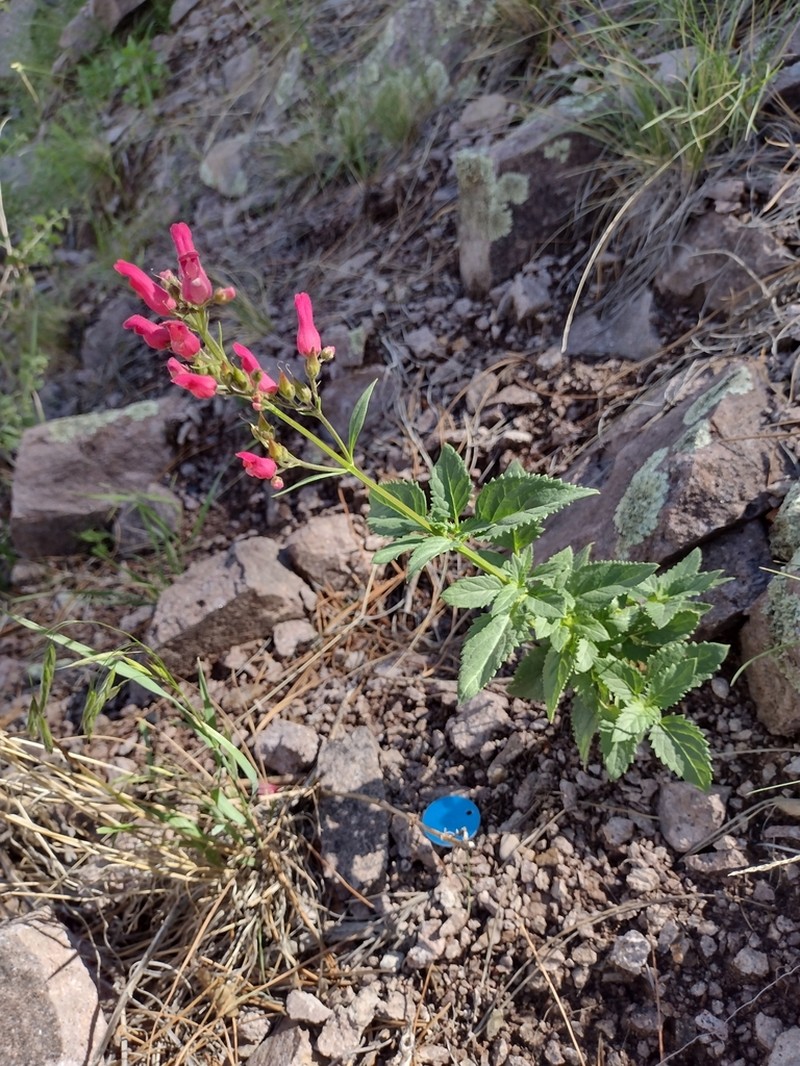 New Mexico Figwort photo 4