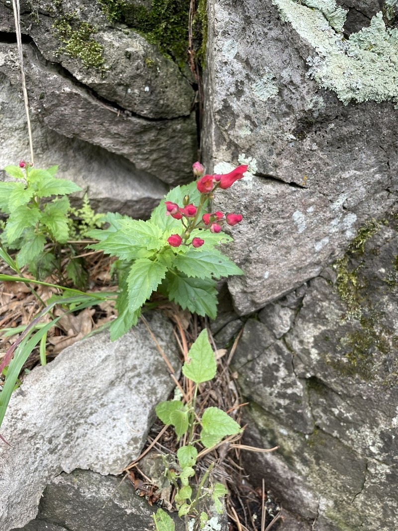 New Mexico Figwort photo 5