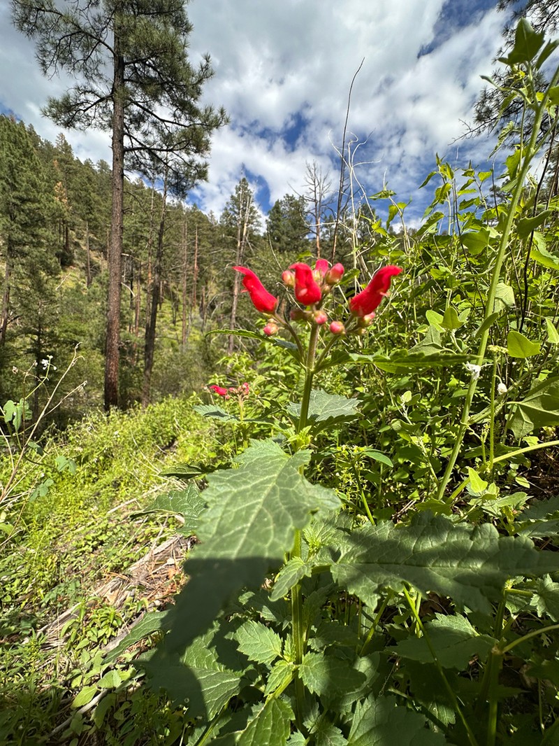 New Mexico Figwort photo 6