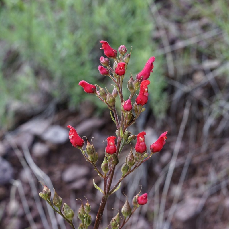 New Mexico Figwort photo 7