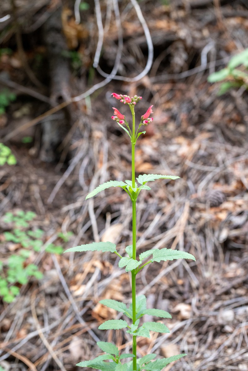 New Mexico Figwort photo 8