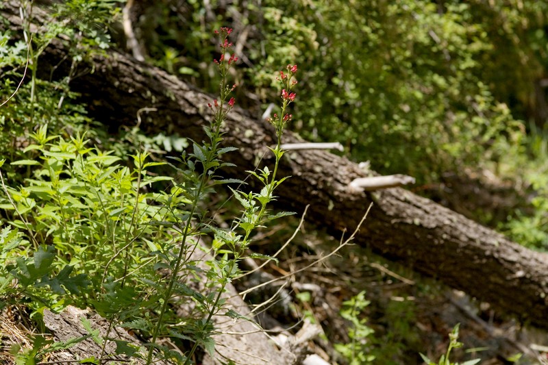 New Mexico Figwort photo 5
