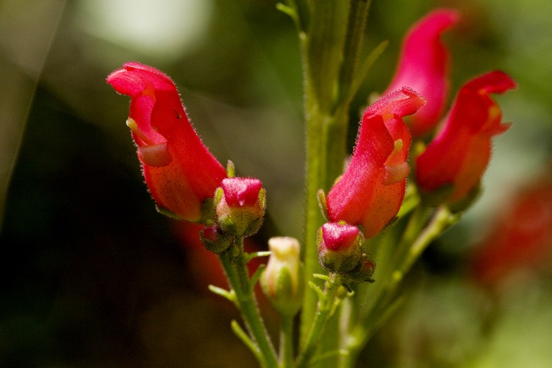 New Mexico Figwort photo 6