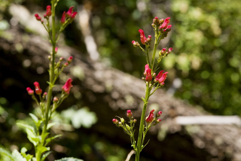 New Mexico Figwort photo 2