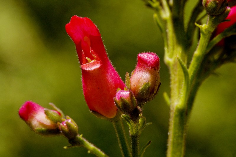 New Mexico Figwort photo 3