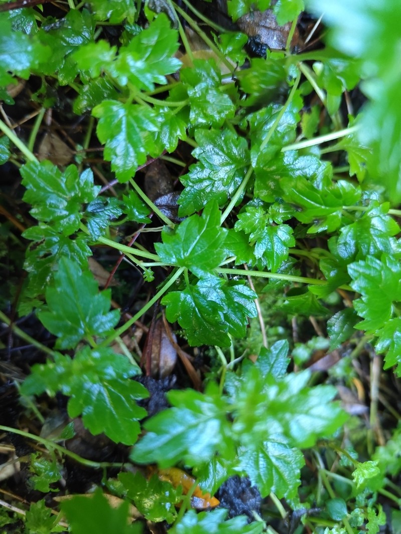 Littleflower Figwort