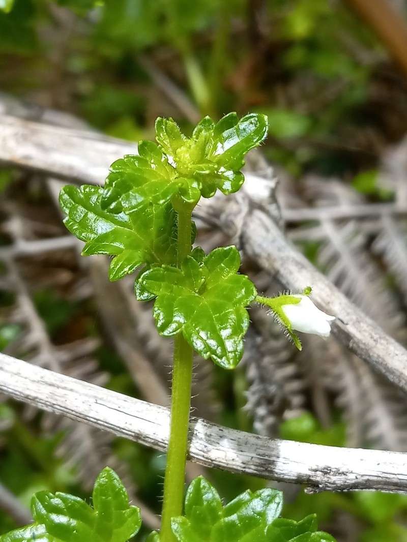Littleflower Figwort photo 3