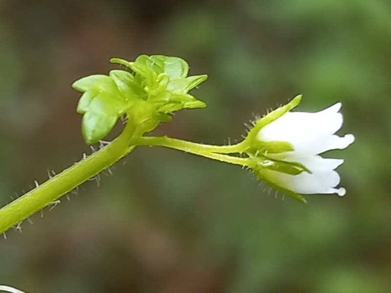 Littleflower Figwort photo 4