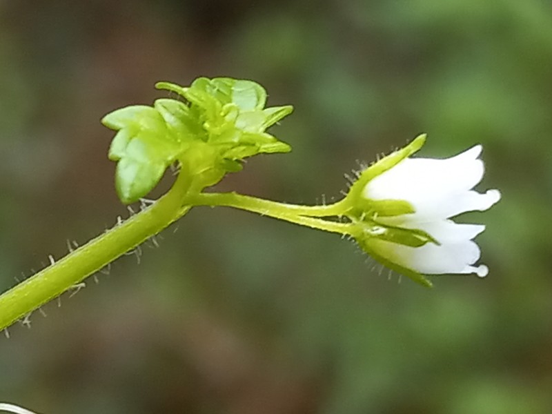 Littleflower Figwort photo 7